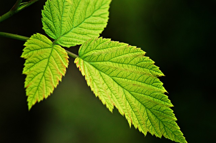 Fotosíntesis y respiración de las plantas - ¿Cómo se produce la fotosíntesis?